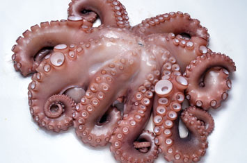 Compra Pulpo T1 al mejor precio.