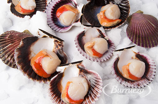 Compra Vieira media concha 10/20 al mejor precio.