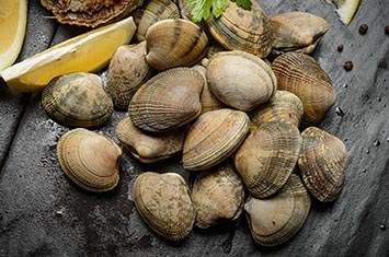 Compra Almeja japónica gorda al mejor precio.