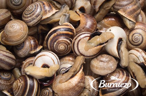 Compra Caracol cabrilla al mejor precio.