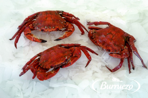 Compra Nécora cruda al mejor precio.