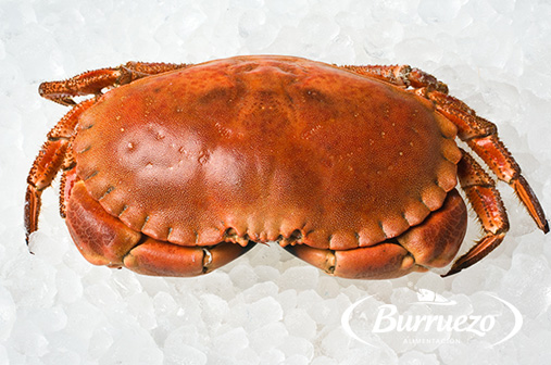 Compra Buey de mar cocido al mejor precio.