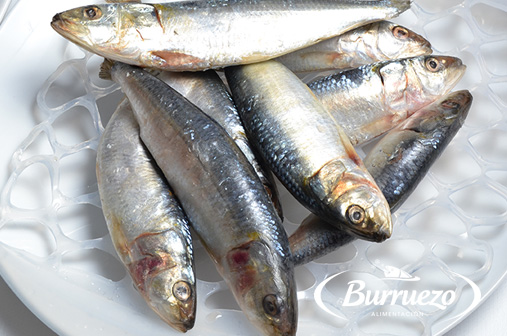 Compra Sardinas enteras al mejor precio.