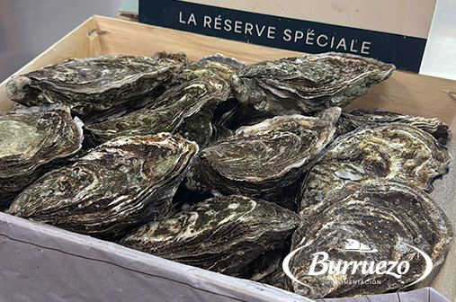 Compra Ostra especial 2 (12 unidades) al mejor precio.