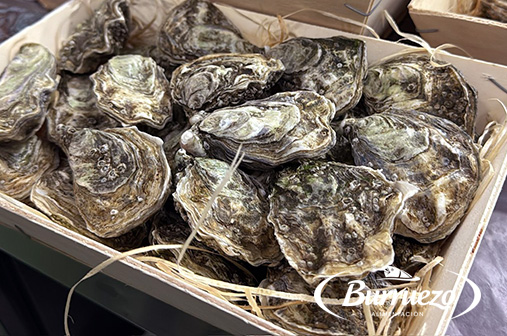 Compra Ostra especial 3 (12 unidades) al mejor precio.