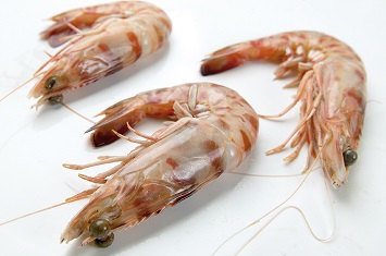 Compra Langostino tigre mediano al mejor precio.