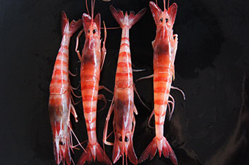 Compra Gamba roja al mejor precio.