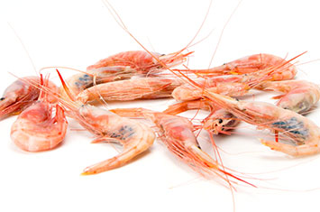 Compra Quisquilla pequeña cruda al mejor precio.