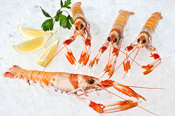 Compra Cigala  superior cruda al mejor precio.