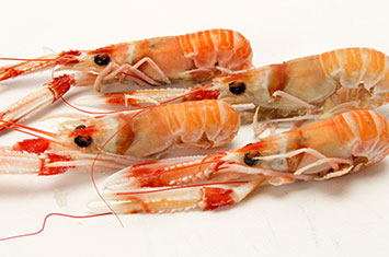 Compra Cigala  mediana cruda al mejor precio.