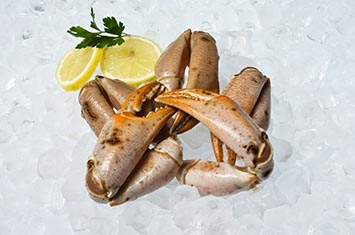 Compra Bocas de centollo medianas al mejor precio.